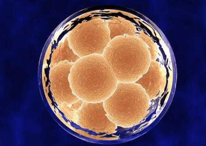 代孕辅助生殖中心借腹生子_代孕的成功概率多少_试管胚胎解冻和胚胎移植需要
