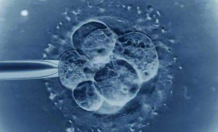 哪里找代孕的_怎样选择好代孕的胚胎_试管婴儿短方案是什么？成功率高吗？